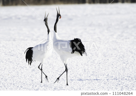 丹頂鶴的鳴叫聲 丹頂鶴的鳴叫聲 111048264