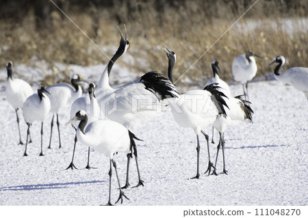 丹頂鶴的鳴叫聲 111048270
