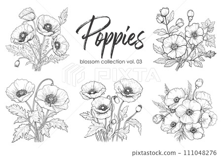 Poppies line art vector illustration set isolated on white. Flower black ink sketch. Modern minimalist hand drawn design. Poppies line art vector illustration set isolated on white. Flower black ink sketch. Modern minimalist hand drawn design. 111048276
