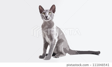 Cat (Russian Blue) Cat (Russian Blue) 111048541