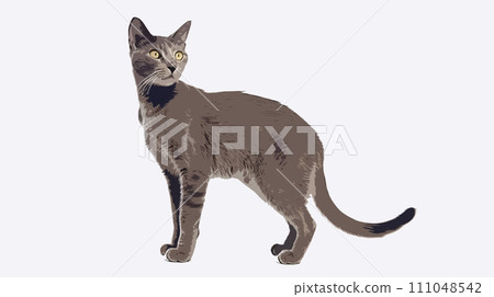 Cat (Russian Blue) Cat (Russian Blue) 111048542