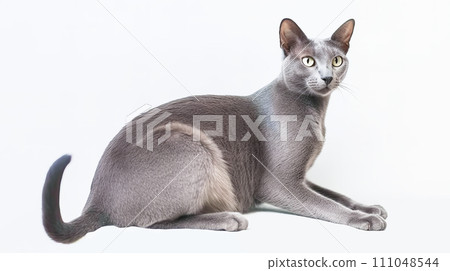 Cat (Russian Blue) 111048544