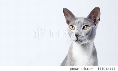 貓（俄羅斯藍） 111048551