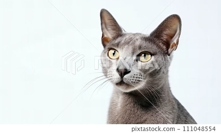 Cat (Russian Blue) 111048554