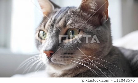 Cat (Russian Blue) 111048570