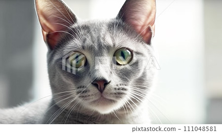 Cat (Russian Blue) 111048581