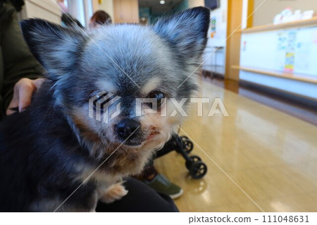 吉娃娃女孩穆醬在醫院候診室看起來很可愛♡ 111048631