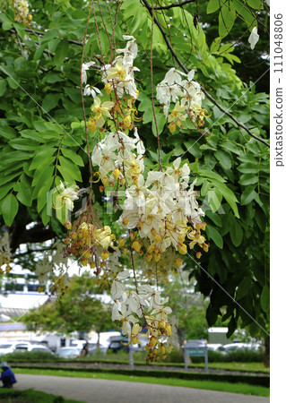 White Cassia fistula or Cassia Siam White flowers blooming 111048806