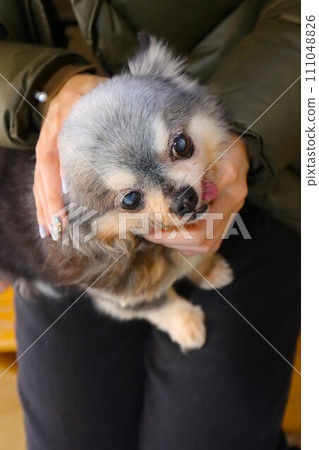 Chihuahua girl Mu-chan looks cute on her lap ♡ Chihuahua girl Mu-chan looks cute on her lap ♡ 111048826
