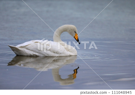 Swan on the water surface Swan on the water surface 111048945