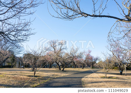 神奈川縣小田原市小田原花園早開的梅花 神奈川縣小田原市小田原花園早開的梅花 111049029