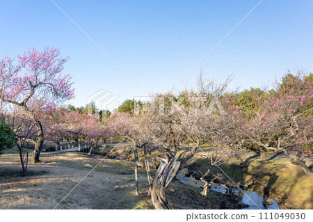 神奈川縣小田原市小田原花園早開的梅花 神奈川縣小田原市小田原花園早開的梅花 111049030