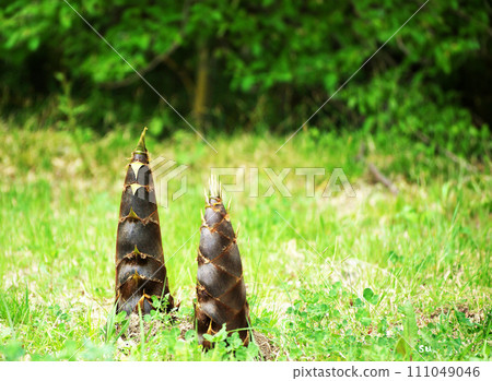 Bamboo shoots are growing Bamboo shoots are growing 111049046