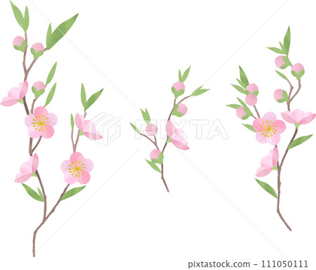 桃花的插圖 111050111