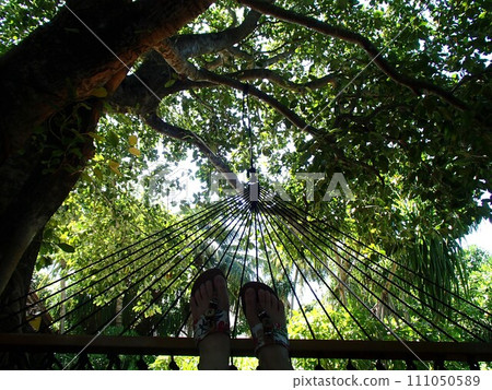 The view from the hammock 111050589