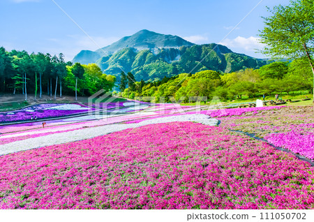 埼玉羊山公園福祿考山和武甲山 111050702