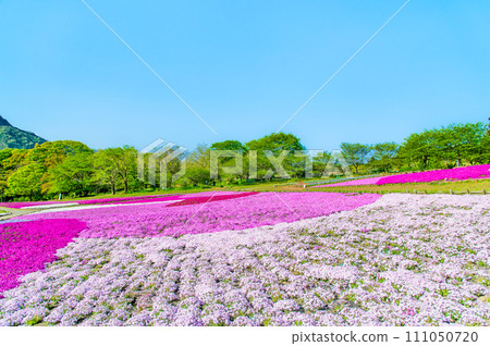 埼玉縣羊山公園的芝櫻之丘 111050720