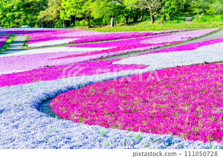 埼玉縣羊山公園的芝櫻之丘 111050728