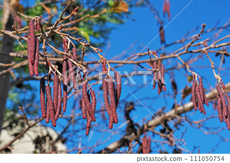 榿木花序（雄花和雌花）（冬季，一月） 111050754