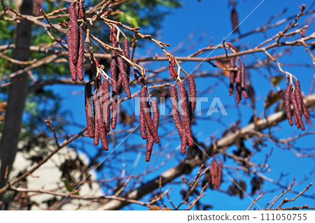 Alder inflorescence (male and female flowers) (winter, January) 111050755