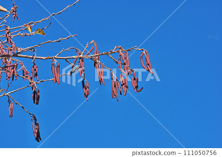 榿木花序（雄花和雌花）（冬季，一月） 111050756