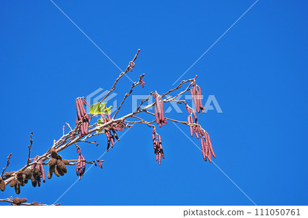 榿木花序（雄花和雌花）（冬季，一月） 111050761