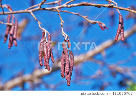 榿木花序（雄花和雌花）（冬季，一月） 111050762
