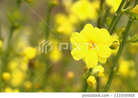 春天盛開的琥珀花 111050988