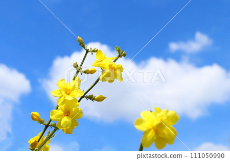 歐白花已經開始綻放 111050990