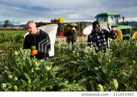 Men harvesting artichokes 111051483