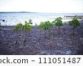 Ishigaki Island Mangrove Forest 111051487