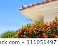 Ishigaki Island's blue sky and Sandanka 111051497