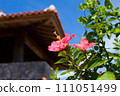Okinawa's blue sky and hibiscus 111051499
