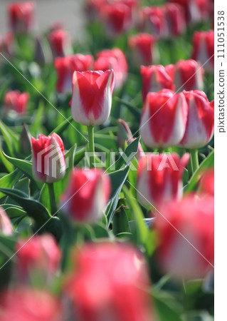 Red and white tulips [at Sakura Furusato Hiroba, Sakura City, Chiba Prefecture] 111051538