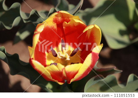Red and yellow tulips [at Sakura Furusato Square, Sakura City, Chiba Prefecture] 111051553