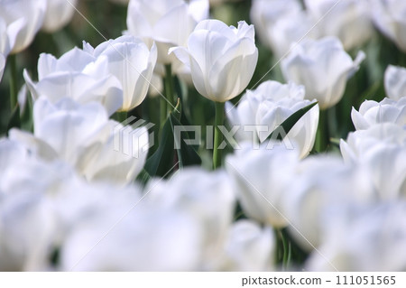 White tulips [at Sakura Furusato Square, Sakura City, Chiba Prefecture] 111051565