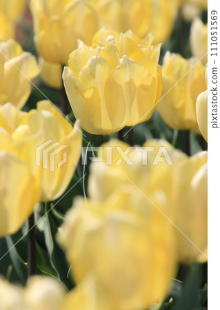 Yellow petaled tulips [at Sakura Furusato Hiroba, Sakura City, Chiba Prefecture] 111051569