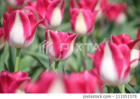 Beautiful tulip flowers [at Sakura Furusato Hiroba, Sakura City, Chiba Prefecture] 111051578
