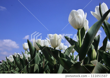 White tulips [at Sakura Furusato Square, Sakura City, Chiba Prefecture] 111051587