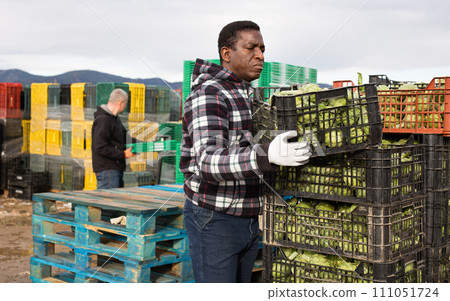 Focused African American farm worker arranging boxes with freshly harvested artichokes on plantation 111051724