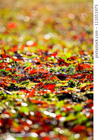 Image of autumn leaves falling on the ground Image of autumn leaves falling on the ground 111051973