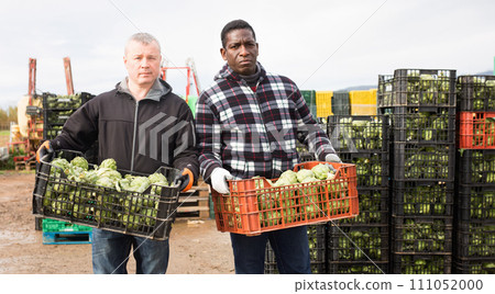 Focused workers preparing boxes with freshly harvested artichokes for storage or delivery to stores on vegetable farm Focused workers preparing boxes with freshly harvested artichokes for storage or delivery to stores on vegetable farm 111052000