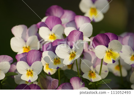Vibrant array of purple and white pansy flowers Vibrant array of purple and white pansy flowers 111052493