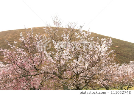 Cherry blossoms in full bloom with mountains in the background 111052748