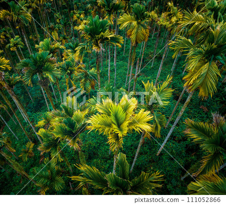 Top view of landscape in tropical forest 111052866