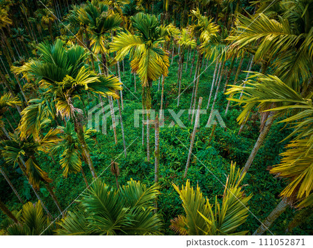 Top view of landscape in tropical forest Top view of landscape in tropical forest 111052871