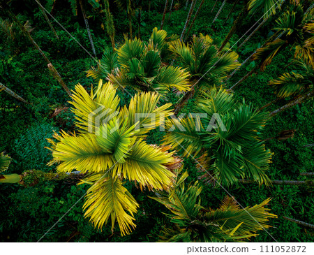 Top view of landscape in tropical forest 111052872
