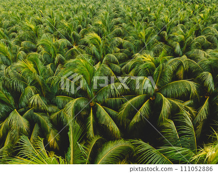 Aerial view of coconut trees farm Aerial view of coconut trees farm 111052886