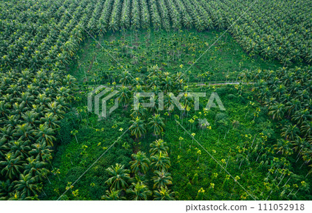 Aerial view of coconut trees farm Aerial view of coconut trees farm 111052918