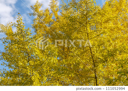Yellow ginkgo that shines in the blue sky Yellow ginkgo that shines in the blue sky 111052994